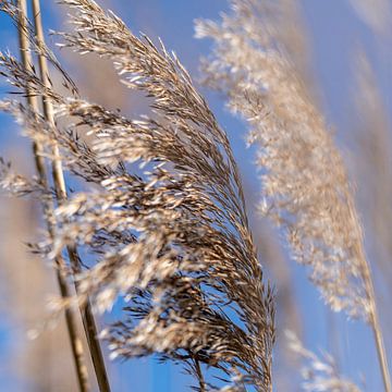 Reetbüschel im Wind