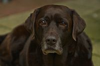 Brown labrador portrait