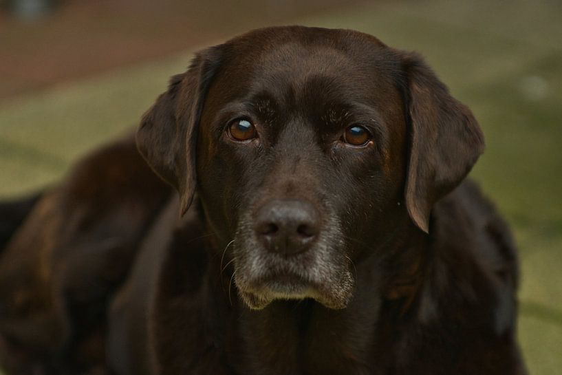Portrait d'un labrador brun par Jolanda de Jong-Jansen