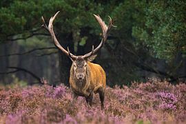 Big game by Sander Meertins