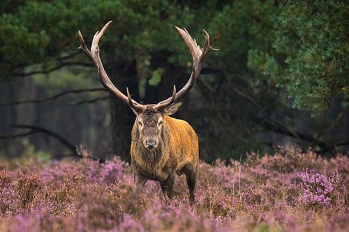 Groot wild van Sander Meertins
