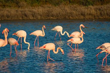 Flamingo's in de Camargue in Frankrijk van Tanja Voigt