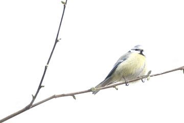 Blue tit - high key - part 1(of 3) by Gerda de Voogd