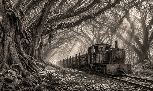 De Djawatan Tempoe Dulu - Un tramway dans la forêt de Trembesi à Banyuwangi, en Indonésie