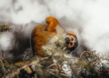 Squirrel monkey in the treetops by Lynn Meijer
