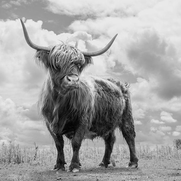 Hartgesottene Kuh von monochromichael