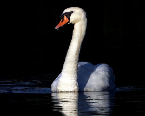 Zwaan in het avondlicht