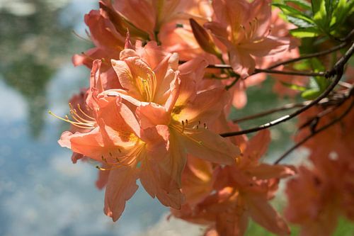 Bloeiende rododendron bij de vijver