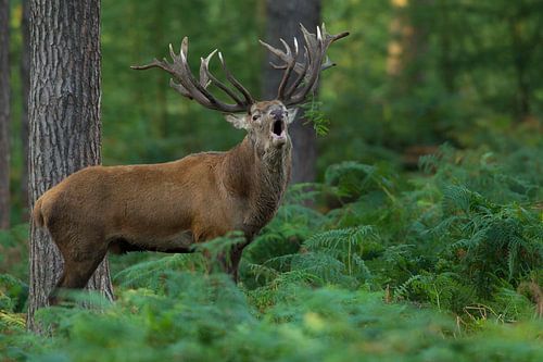 Bronstig Edelhert in boslandschap met varens