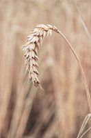 Rijpe tarwe aar. Graan veld in Nederland.