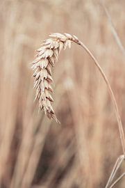 Mature wheat spike. Grain field in the Netherlands. by Marjolein Hameleers