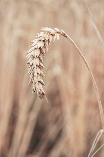 Mature wheat spike. Grain field in the Netherlands.