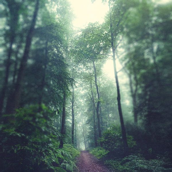 Forest Path by Dirk Wüstenhagen