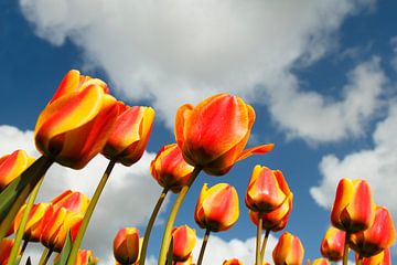 Tulpen van Dennis Schaefer
