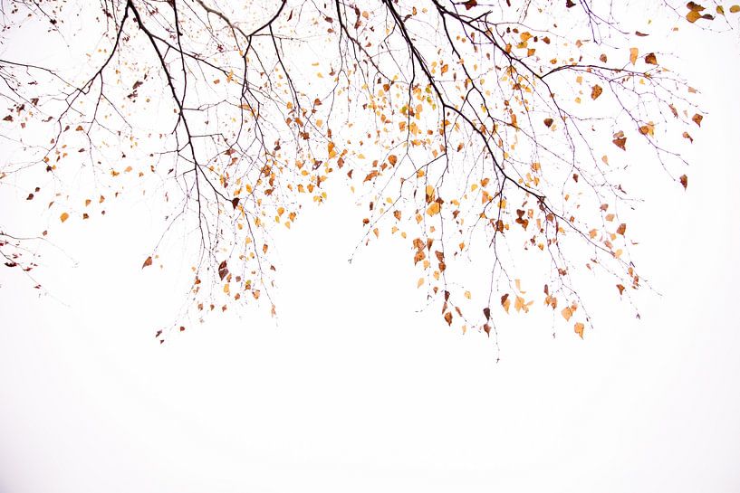 Unter dem Baum Birke von Monika Strigel