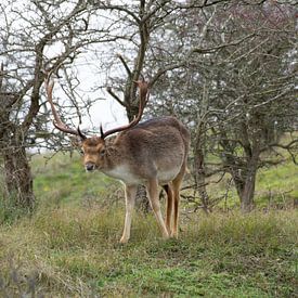 Hirsche beobachten von ESB-Fotografie