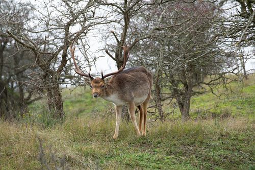 Hirsche beobachten von ESB-Fotografie