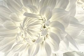 Les beaux détails d'un dahlia (dahlia blanc avec belle lumière)