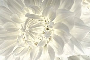 The beautiful details of a dahlia (white dahlia with beautiful light)