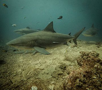 Bull Sharks @ Beqa, Fiji van Travel Tips and Stories