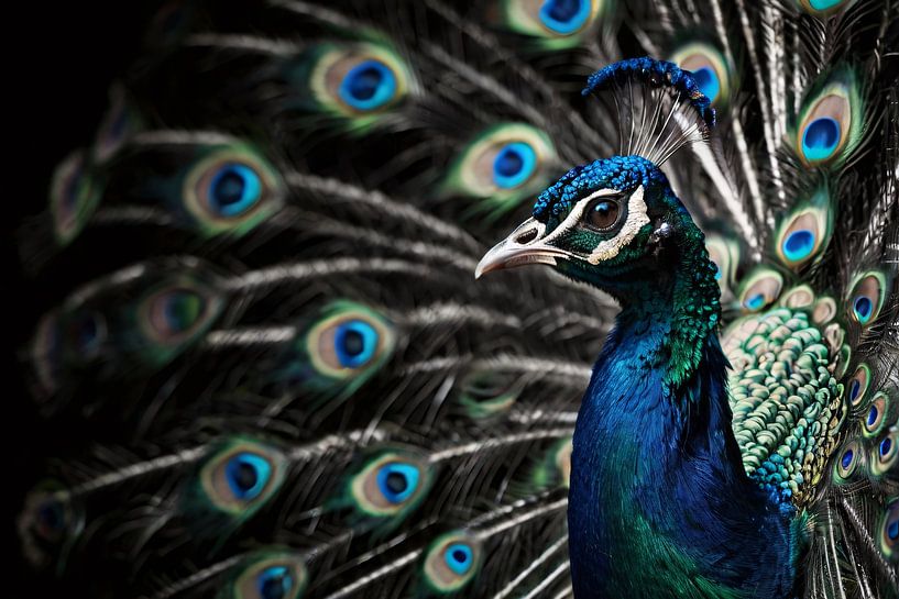 Beautiful peacock with colourful feathers in detail by Art & Soul Creations