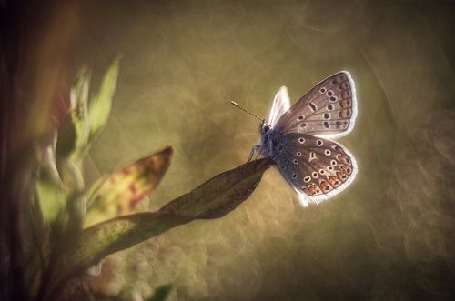 Vlinder in achtergrondverlichting