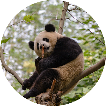 Panda in boom van Kenji Elzerman