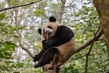 Panda in tree by Kenji Elzerman