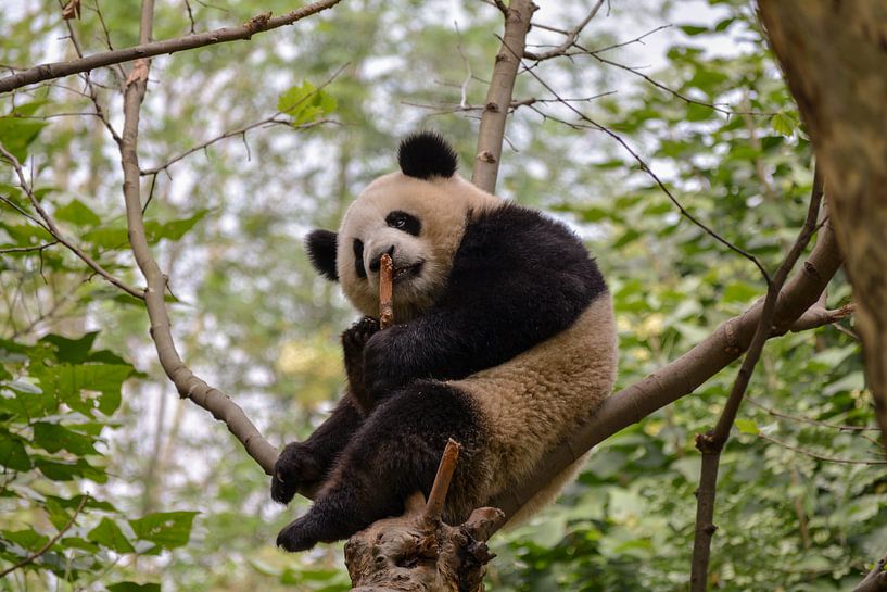 Panda im Baum von Kenji Elzerman