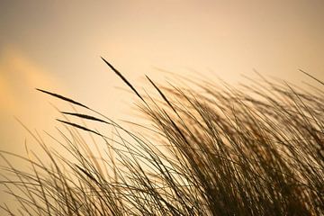 Strandgrassen van Annette Sturm