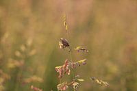 Sunny evening in the grassland