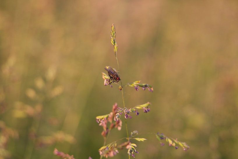 Sunny evening in the grassland by Catelijne Loos