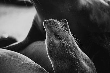 Galapagoszeeleeuw zwart wit van Daniël Schonewille