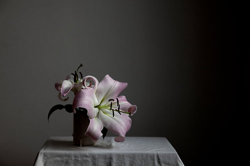Still life of lilies in bright light