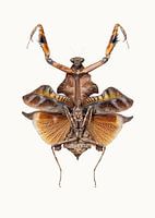 Rariteitenkabinet_Insecten_06