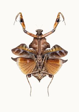Curiosity Cabinet_Insects_06 by Marielle Leenders