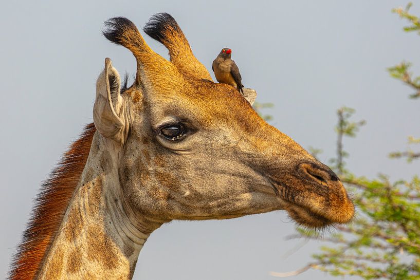 Lustiges Porträt einer Giraffe mit Madenhacker von Chris Stenger