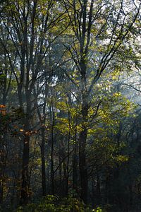 The trees