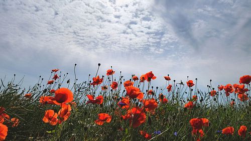 Zomerveld