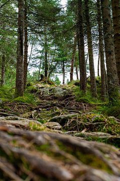 Der Waldweg von Jurre Vonk