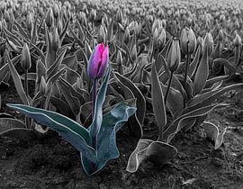 Tulpenfeld in Schwarz und Weiß von Fred Koff