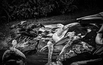 Aalschovers en pelikanen vechten om het eten (zwart-wit versie)