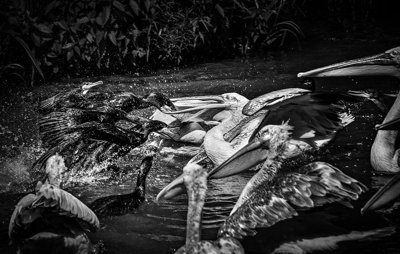 Aalschovers en pelikanen vechten om het eten (zwart-wit versie) van Chihong
