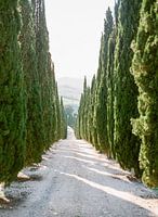 Cypress tree row in Tuscany, photographed analogously