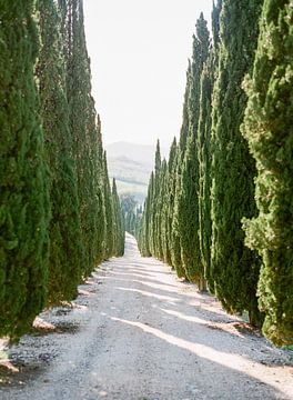 Rangée de cyprès en Toscane, photographiée de manière analogique sur Alexandra Vonk