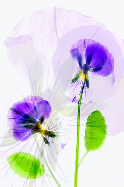 Viooltjes van Jacqueline Gerhardt