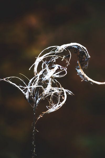 Style my Home series by Liberty Ragazza Biesma by Liberty Biesma