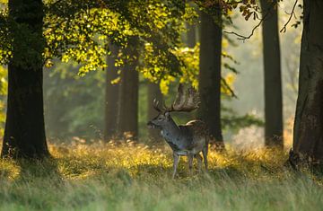 Fallow deer in the morning light by Harry Punter