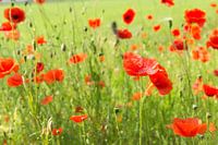 Poppy Field