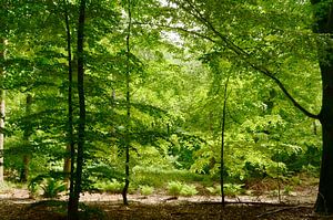 Lumière dans la forêt